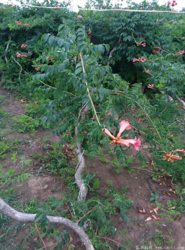 凌霄花苗圖片基地實拍