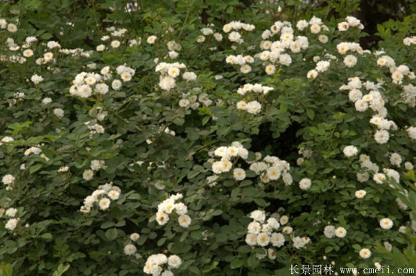 薔薇苗圖片基地實(shí)拍