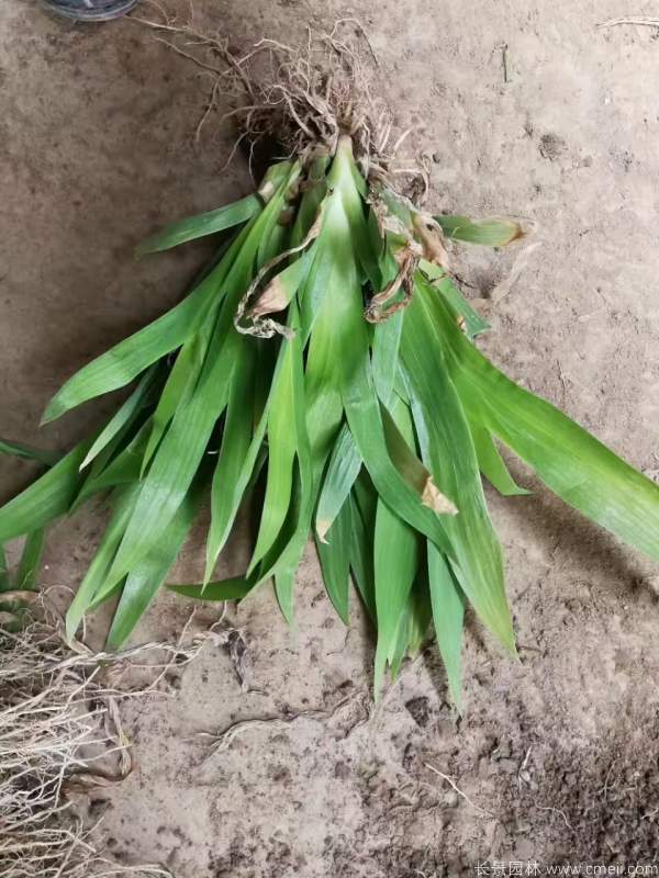 鳶尾蘭基地實拍圖片