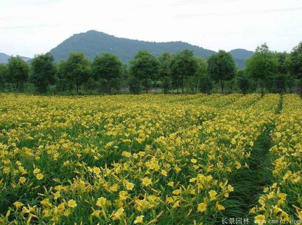 常綠萱草基地實拍圖片