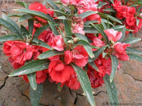 鳳仙花種子發(fā)芽出苗開(kāi)花圖片