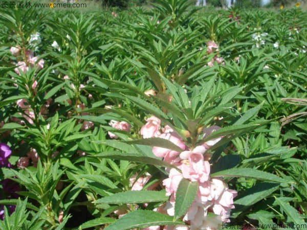 鳳仙花種子發(fā)芽出苗開(kāi)花圖片