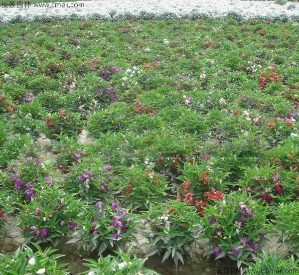 鳳仙花種子發(fā)芽出苗開(kāi)花圖片