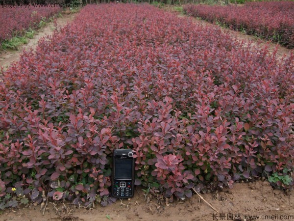 紅葉小檗種子發(fā)芽出苗圖片