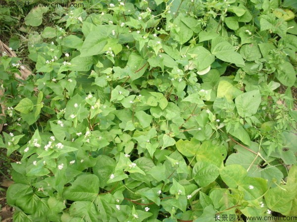 苦蕎麥種子發(fā)芽出苗圖片