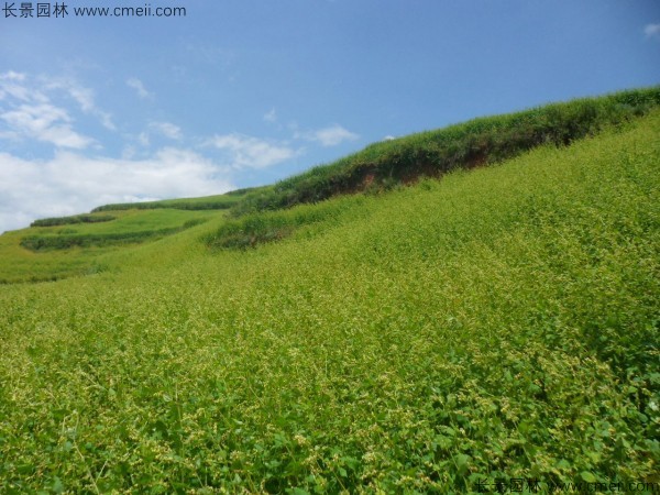 苦蕎麥種子發(fā)芽出苗圖片