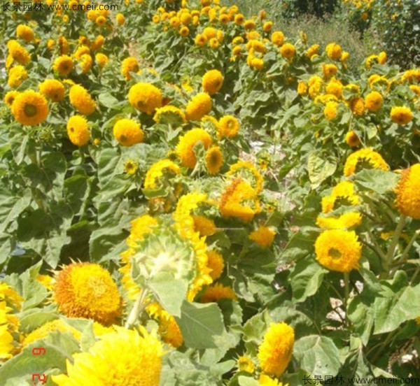 迷你向日葵種子發(fā)芽出苗開(kāi)花圖片