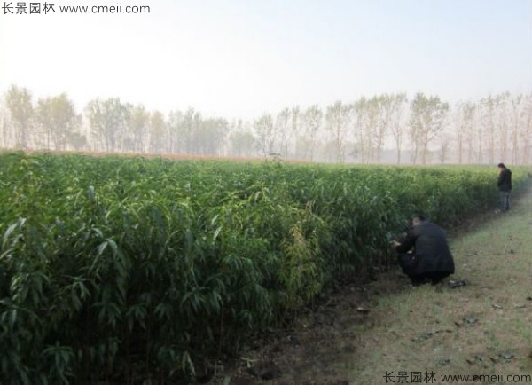 蟠桃樹(shù)苗開(kāi)花圖片