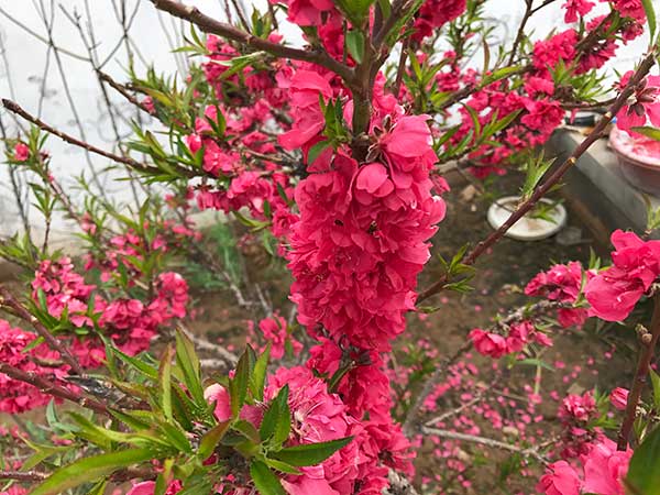 蟠桃樹(shù)苗開(kāi)花圖片