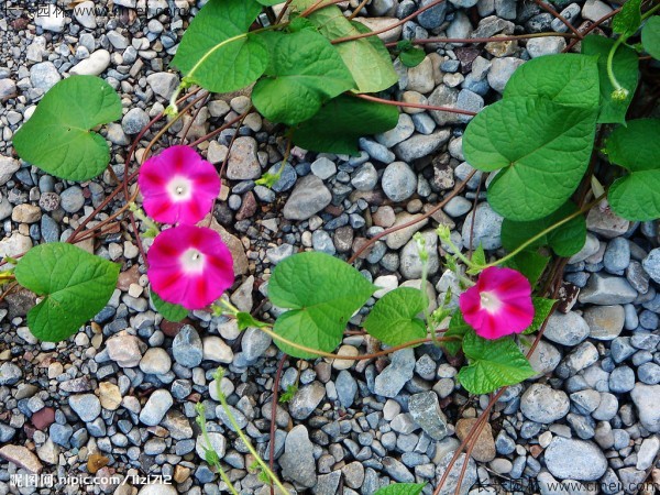 牽牛花種子發(fā)芽出苗開(kāi)花圖片