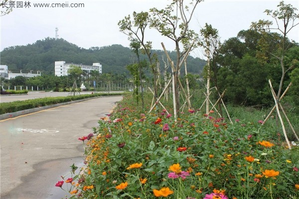 野花組合開花圖片