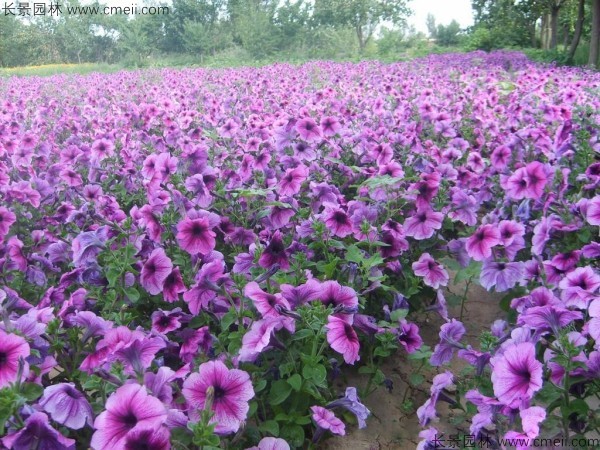 野花組合開花圖片