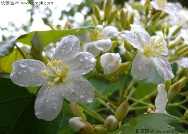 油桐樹開花圖片