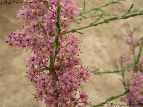 沙棘開花圖片