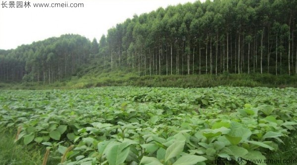 柚木種子發(fā)芽出苗圖片