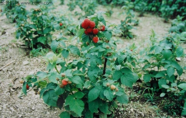 樹(shù)莓種子發(fā)芽出苗圖片