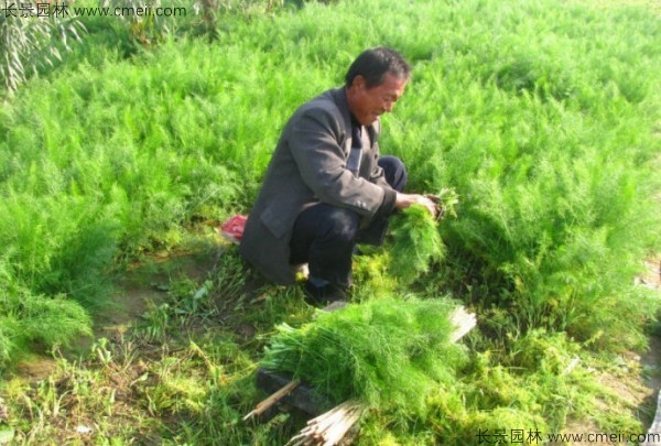 茴香種子發(fā)芽出苗圖片