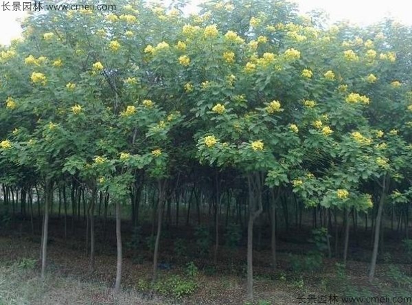 黃花槐種子發(fā)芽出苗開花圖片