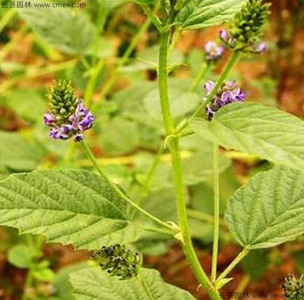 補骨脂種子發(fā)芽出苗開花圖片