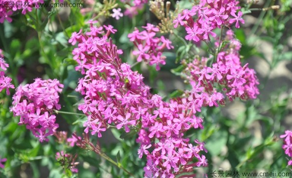 高雪輪種子發(fā)芽出苗開(kāi)花圖片