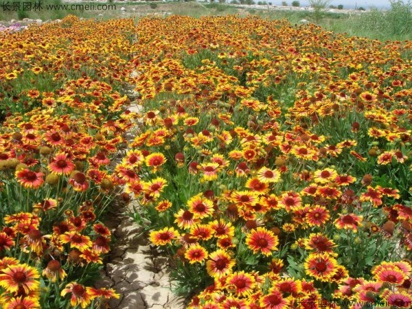 天人菊種子發(fā)芽出苗開花圖片