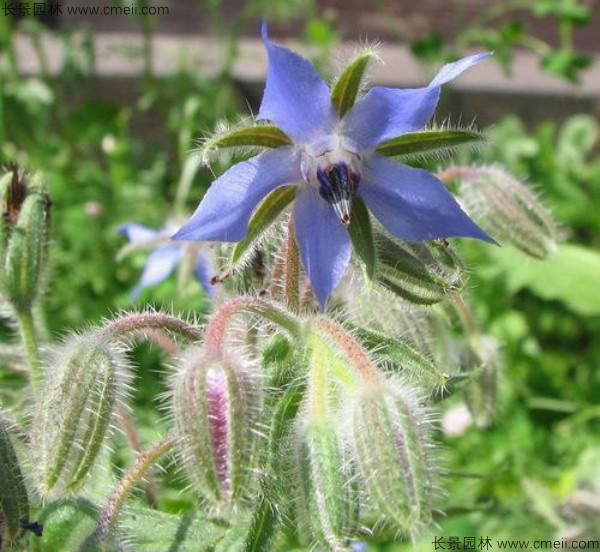 琉璃苣種子發(fā)芽出苗開(kāi)花圖片