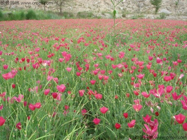 花菱草種子發(fā)芽出苗開花圖片