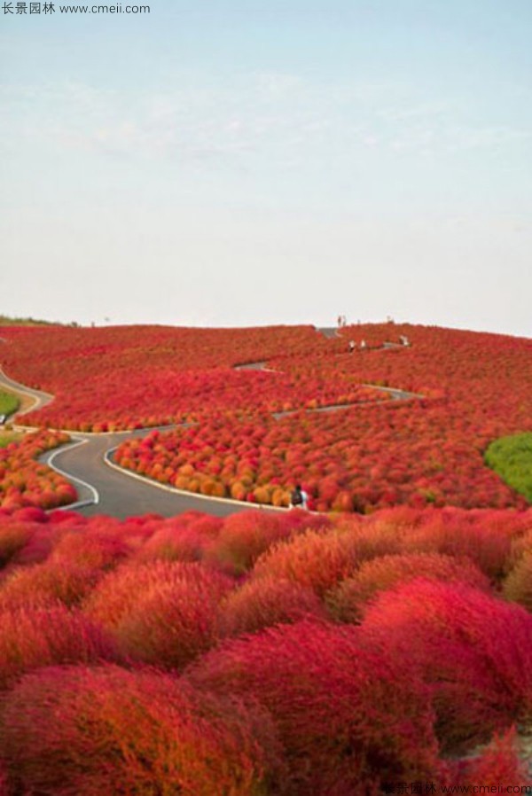 紅葉地膚種子發(fā)芽出苗圖片