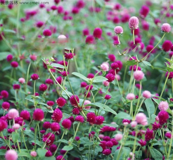 千日紫種子發(fā)芽出苗開(kāi)花圖片