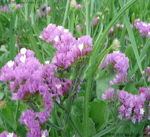 勿忘我種子發(fā)芽出苗開(kāi)花圖片