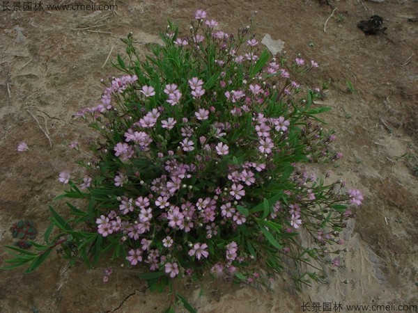 霞草種子發(fā)芽出苗開(kāi)花圖片