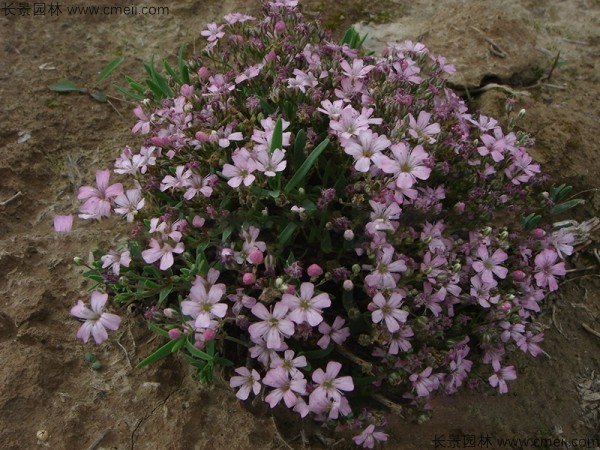 霞草種子發(fā)芽出苗開(kāi)花圖片