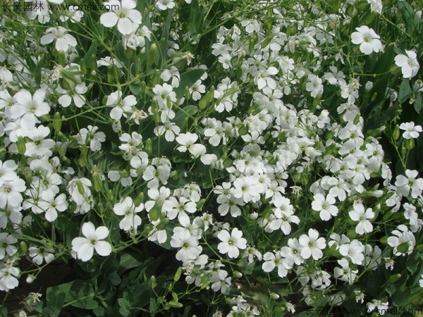 霞草種子發(fā)芽出苗開(kāi)花圖片