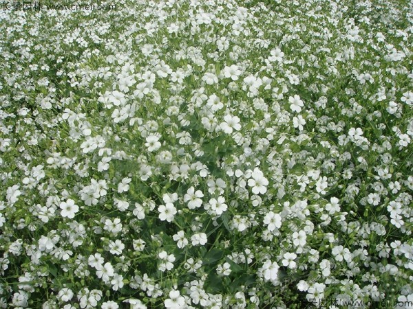 霞草種子發(fā)芽出苗開(kāi)花圖片