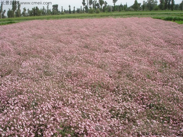 霞草種子發(fā)芽出苗開(kāi)花圖片