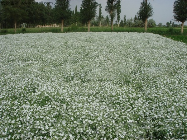 霞草種子發(fā)芽出苗開(kāi)花圖片