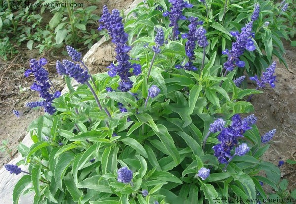 藍(lán)花鼠尾草種子發(fā)芽出苗開花圖片