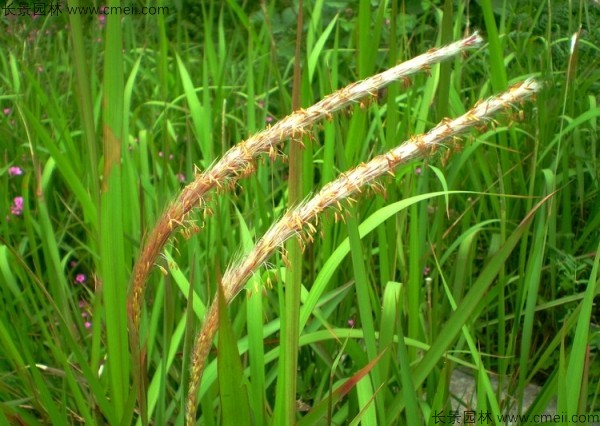 白茅種子發(fā)芽出苗圖片