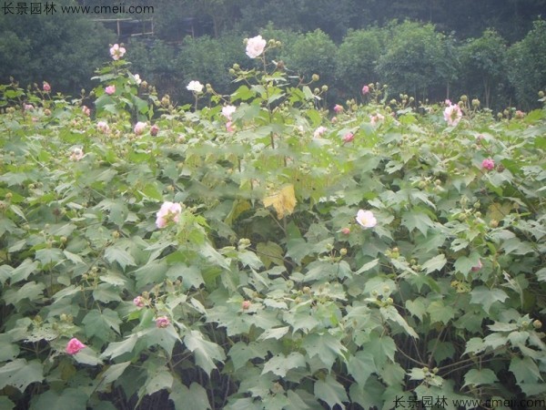 木芙蓉種子發(fā)芽出苗開(kāi)花圖片