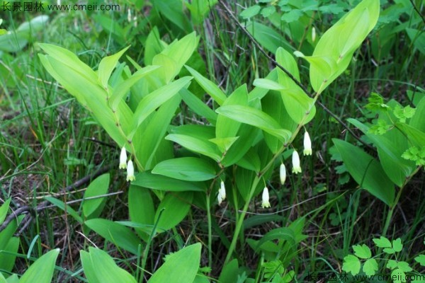 玉竹種子發(fā)芽出苗圖片