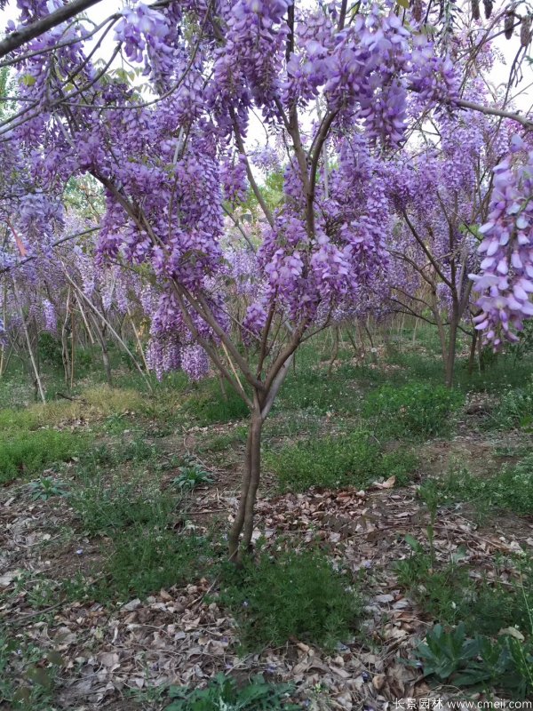 豐花型紫藤樹(shù)苗基地