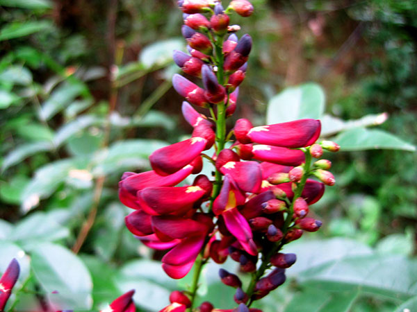 紅花紫藤樹苗開花紅色