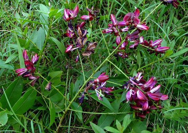 紅花紫藤樹苗開花紅色