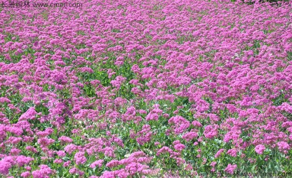 矮雪輪種子出苗發(fā)芽開(kāi)花圖片