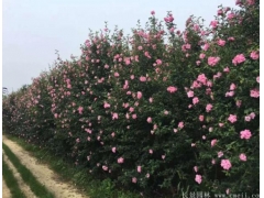 木槿樹苗、木槿花多少錢