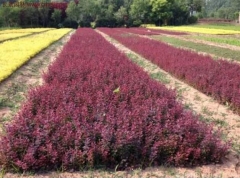 紅花紫荊_紅花紫荊樹(shù)批發(fā)_紅花紫荊價(jià)格