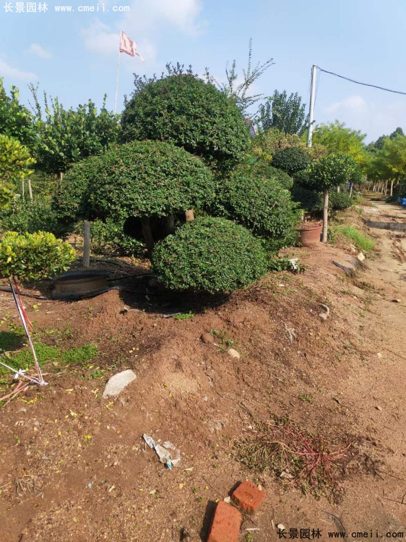 對節(jié)白蠟造型盆景地景