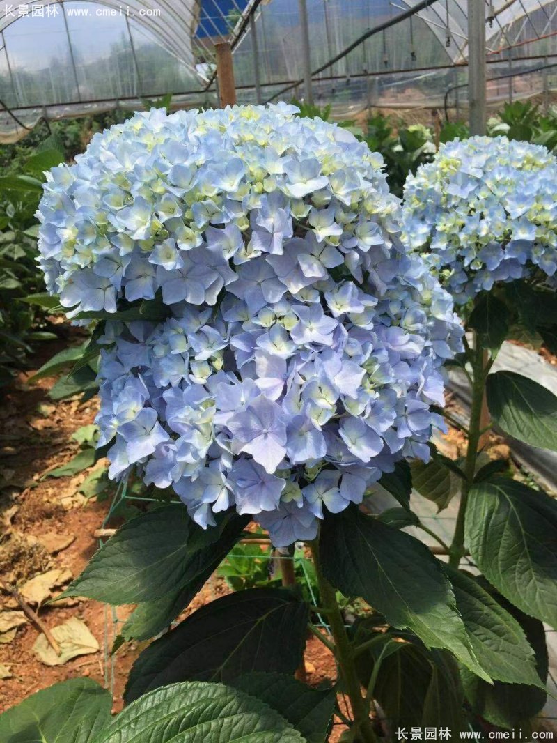 繡球花八仙花圖片基地實拍