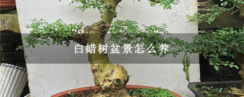 白蠟樹盆景怎么養(yǎng)