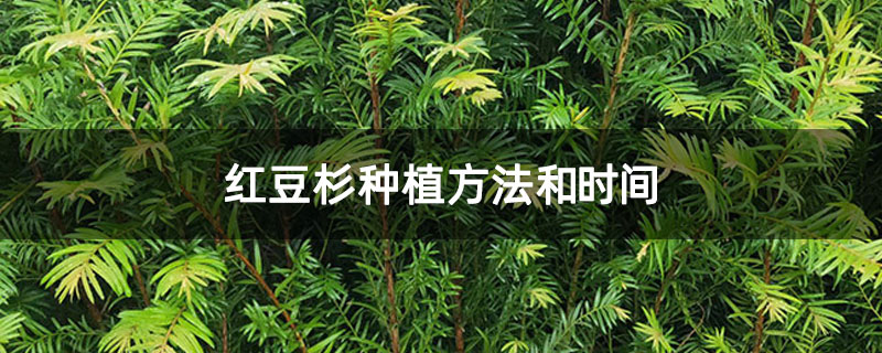 紅豆杉種植方法和時(shí)間